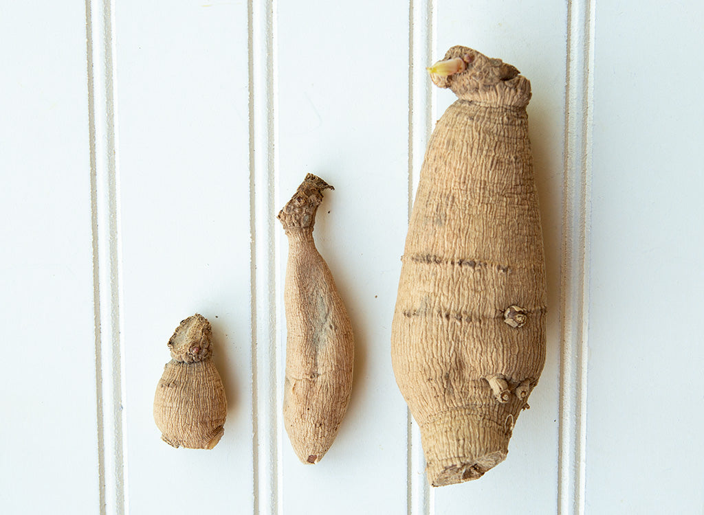 Understanding Dahlia Tubers