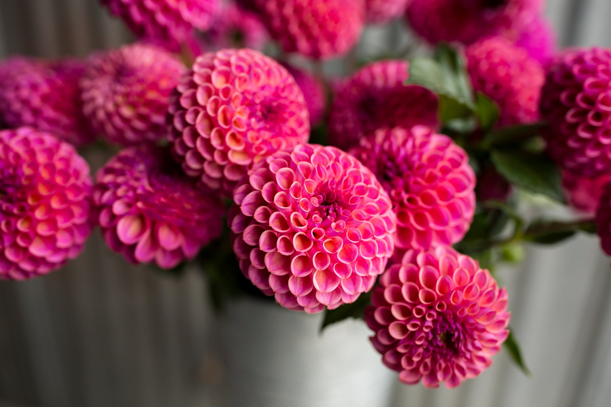 テディとスイカ&紫陽花のフォーチューンリース Vista_Hadley_Dahlia.jpg?v=
