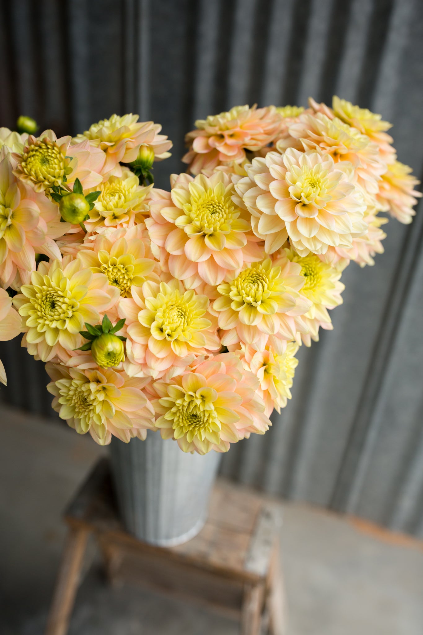 Verkist Tranquility – Columbia River Dahlias