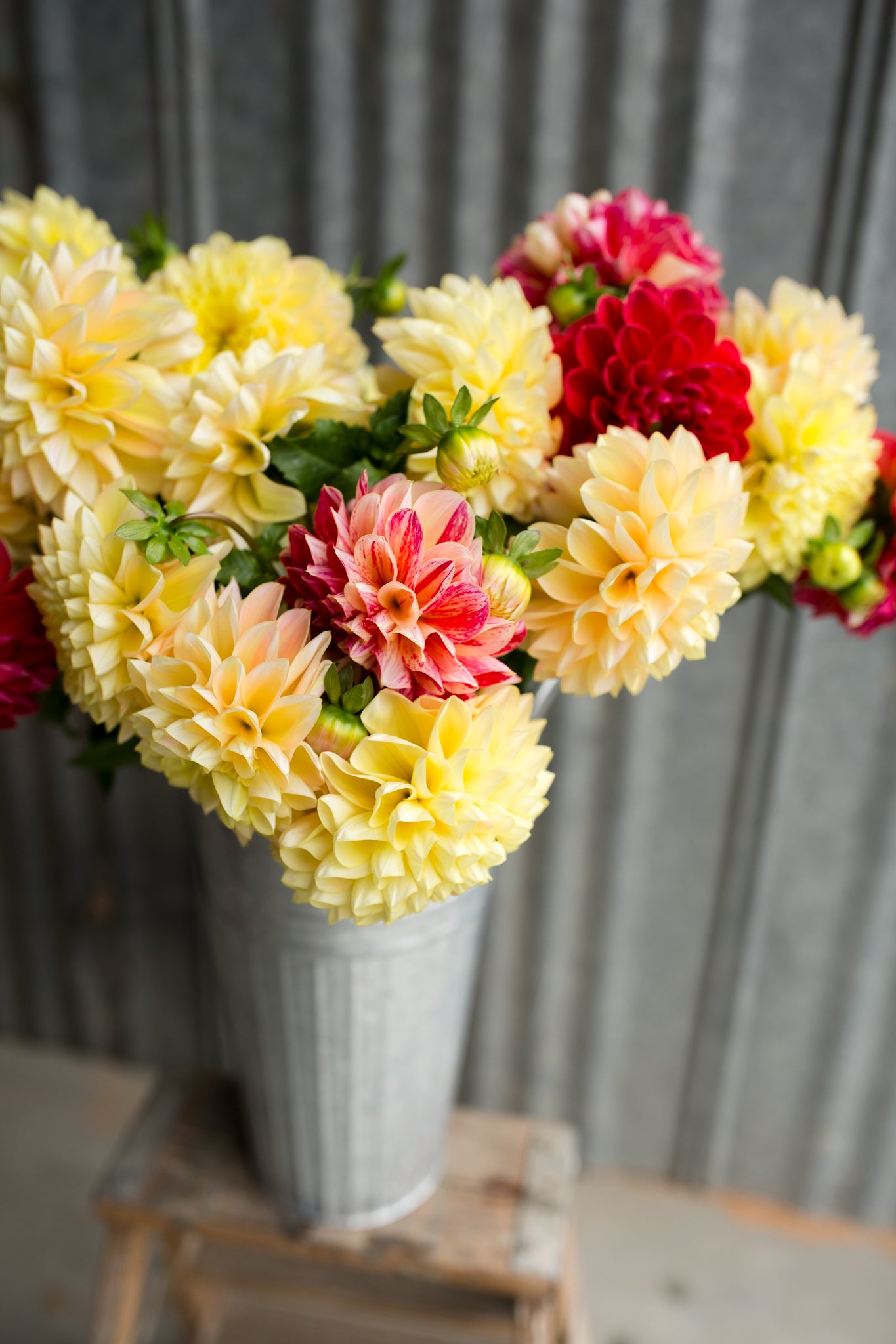 Honey Dew – Columbia River Dahlias