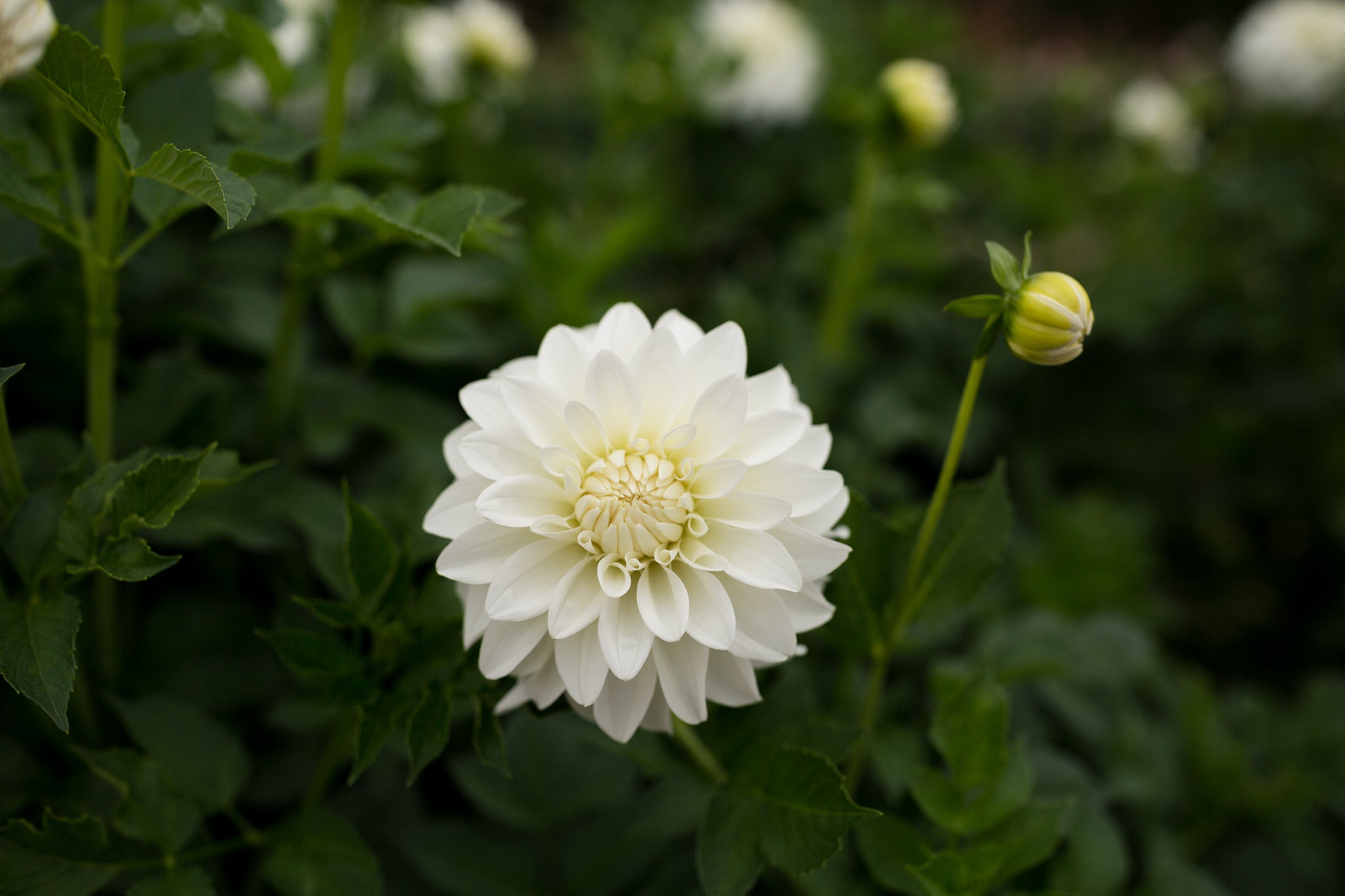 Lady Liberty – Columbia River Dahlias