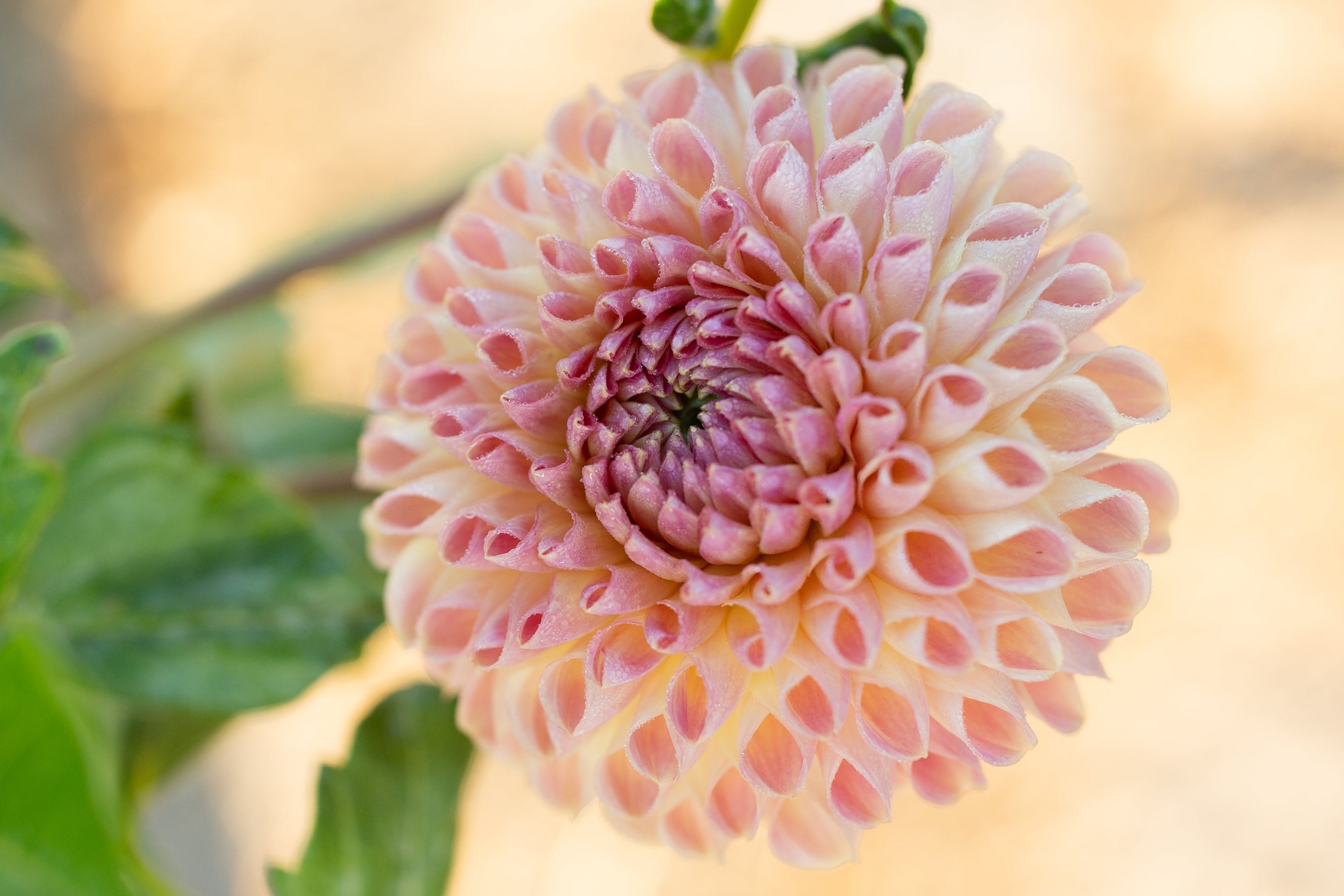 Clearview Peachy – Columbia River Dahlias