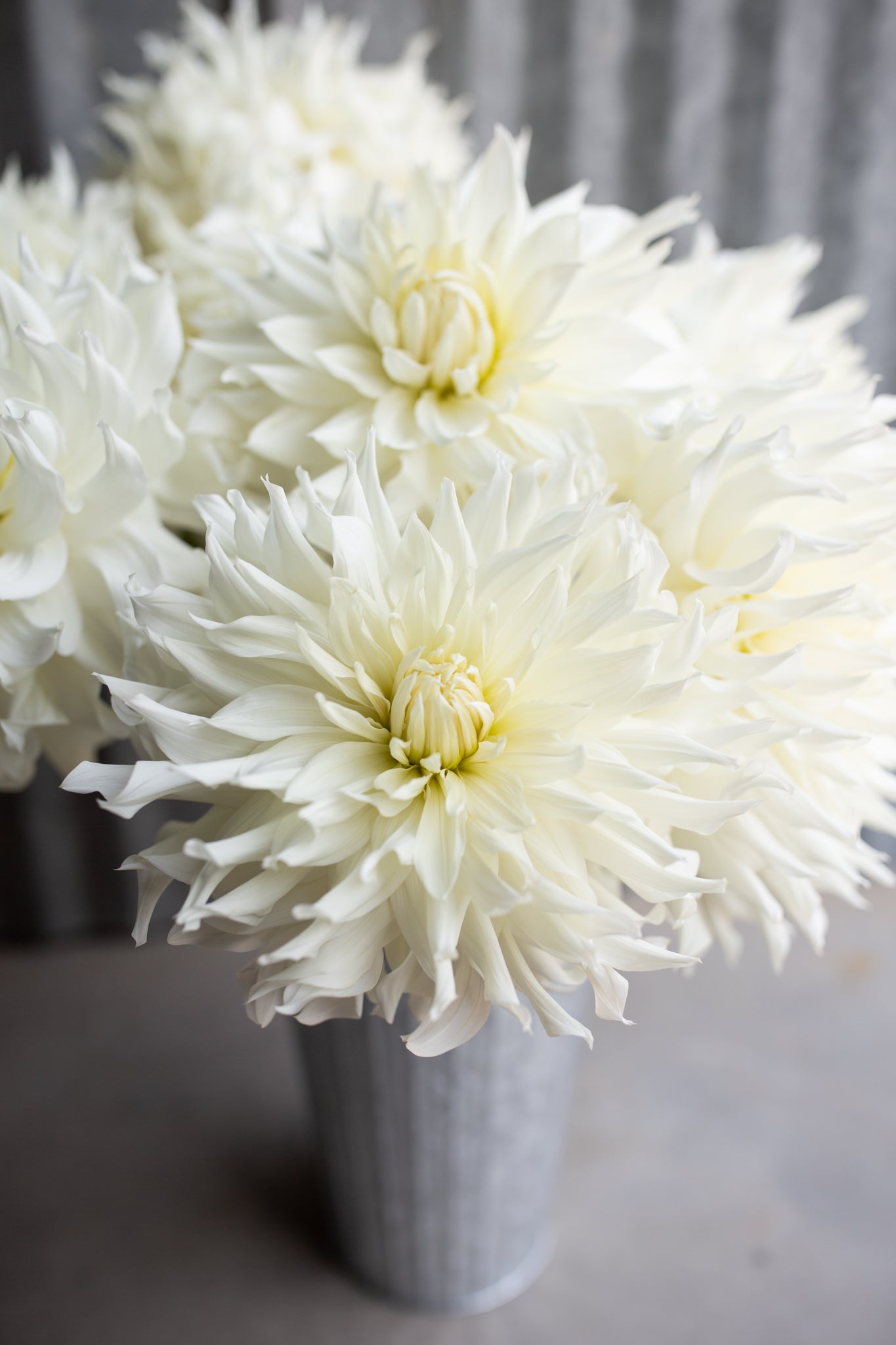 KA's Khaleesi – Columbia River Dahlias