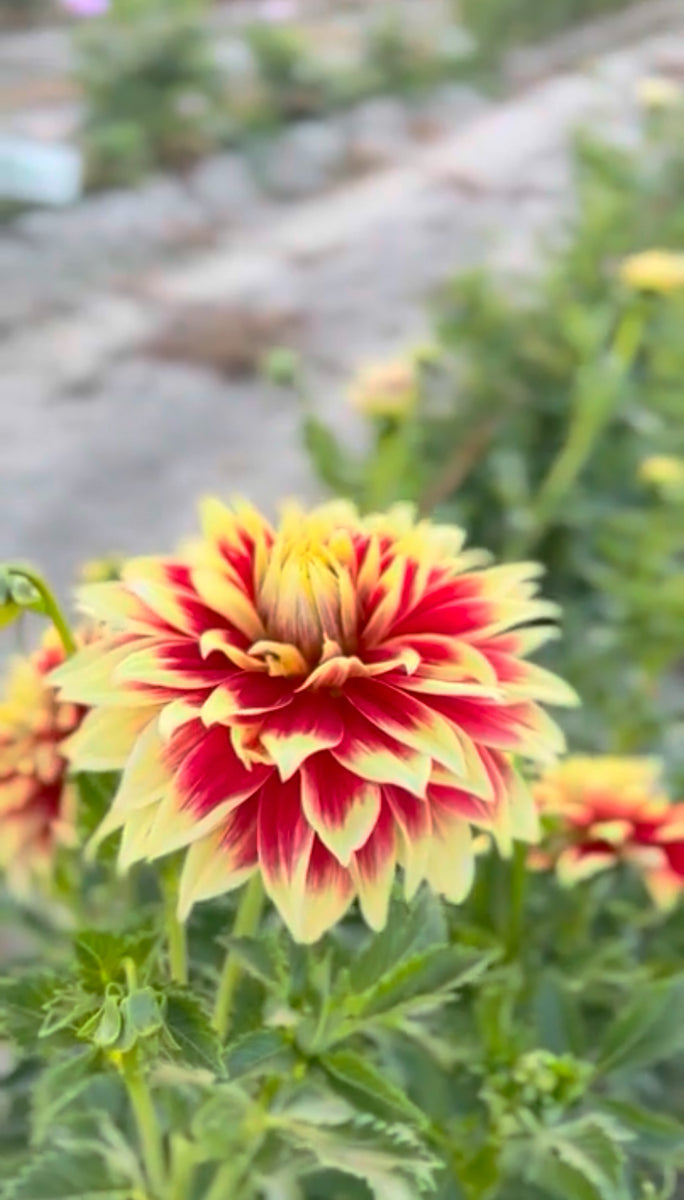 Ketchup & Mustard Columbia River Dahlias