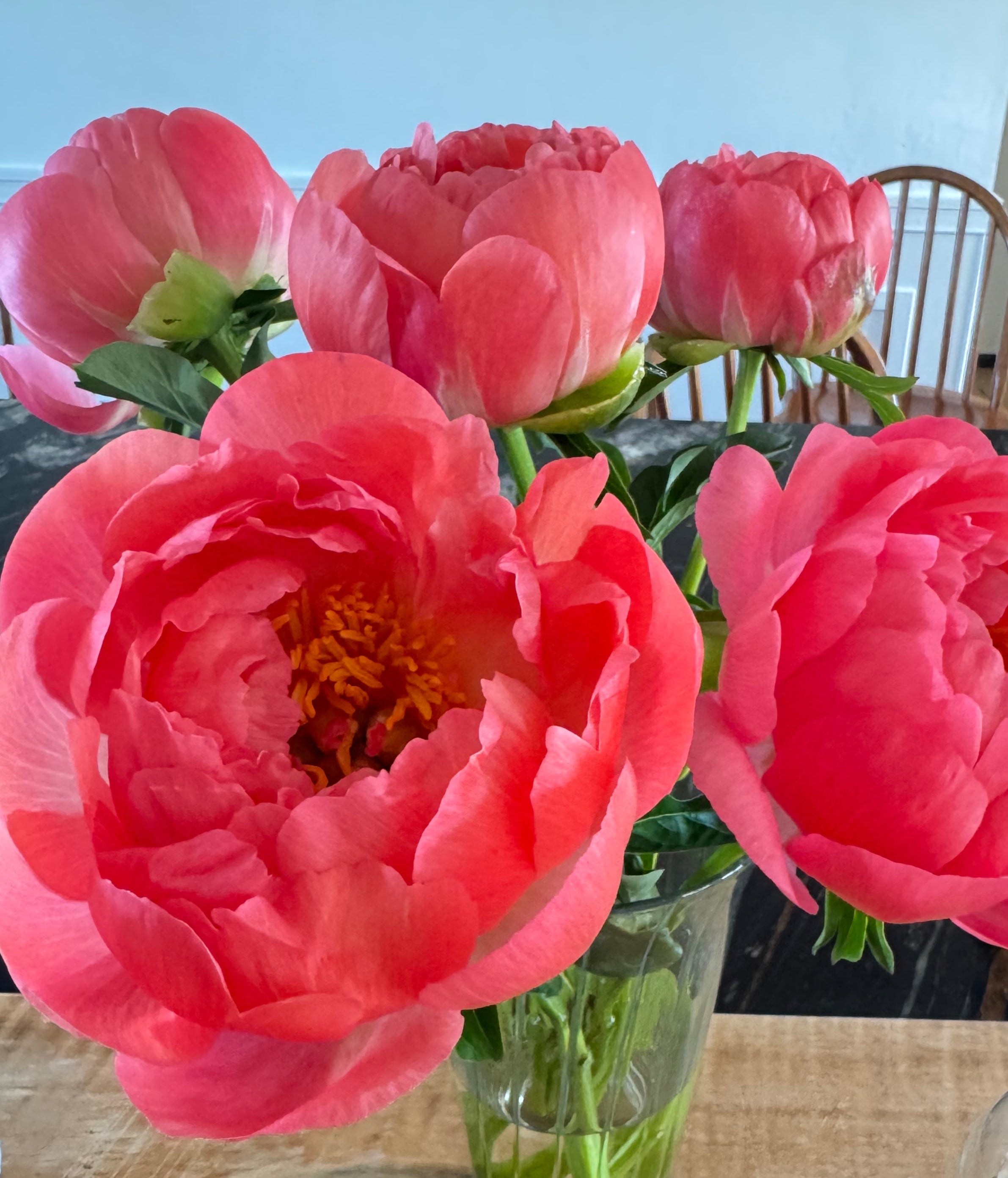 Coral Sunset – Columbia River Dahlias