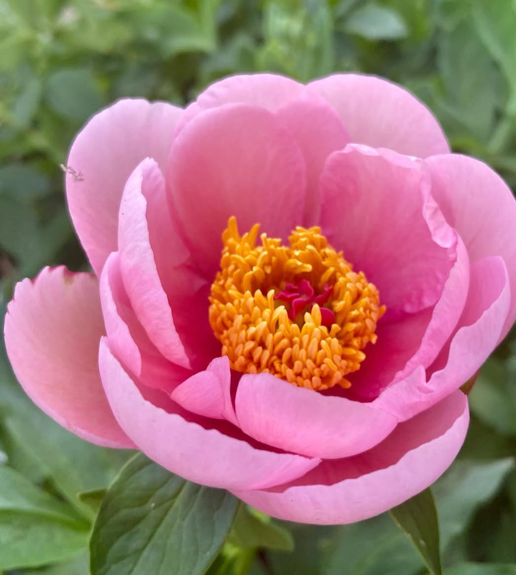 Soft Salmon Saucer – Columbia River Dahlias