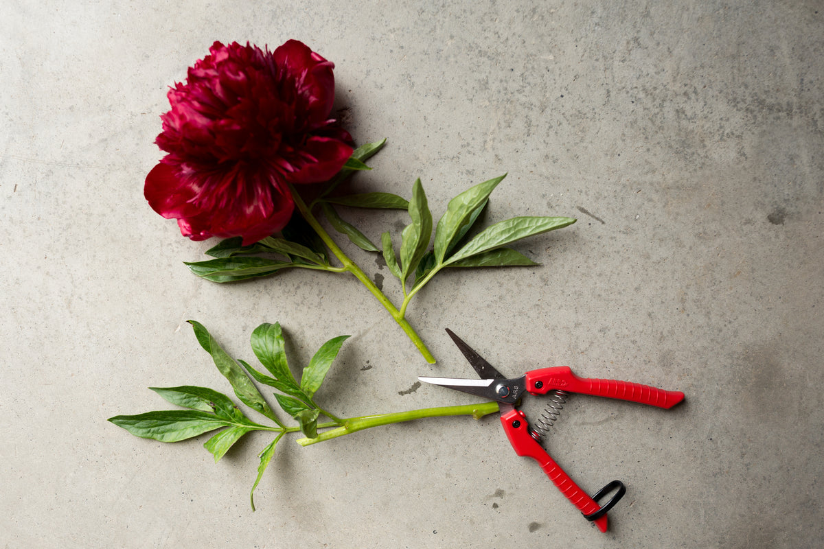 Floral Snips – Columbia River Dahlias