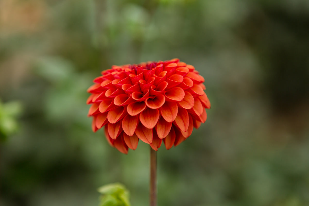 Floral Snips – Columbia River Dahlias