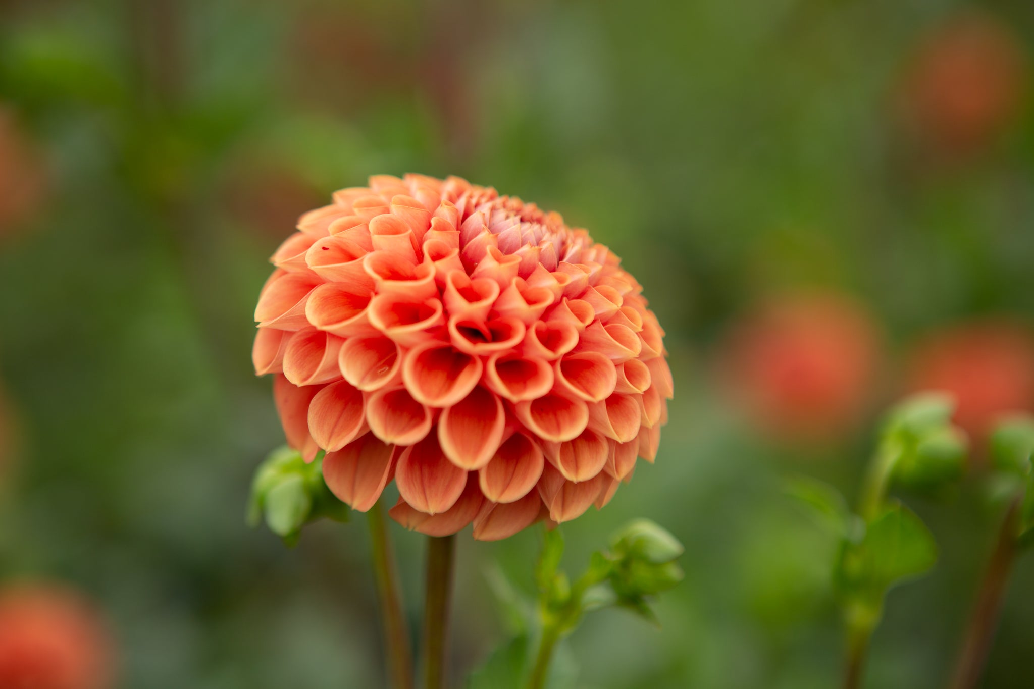 Cornel Bronze – Columbia River Dahlias