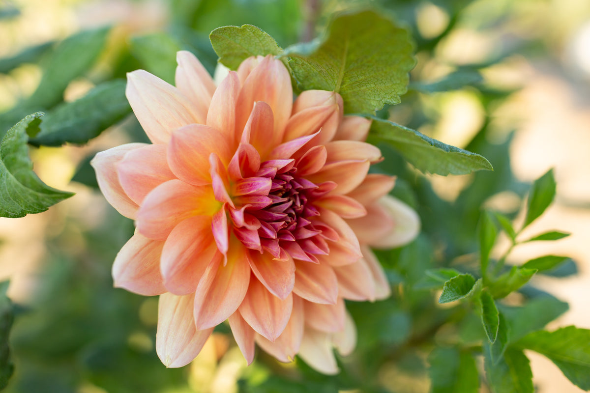 Baarn Bounty Columbia River Dahlias baarn-bounty-columbia-river-dahlias