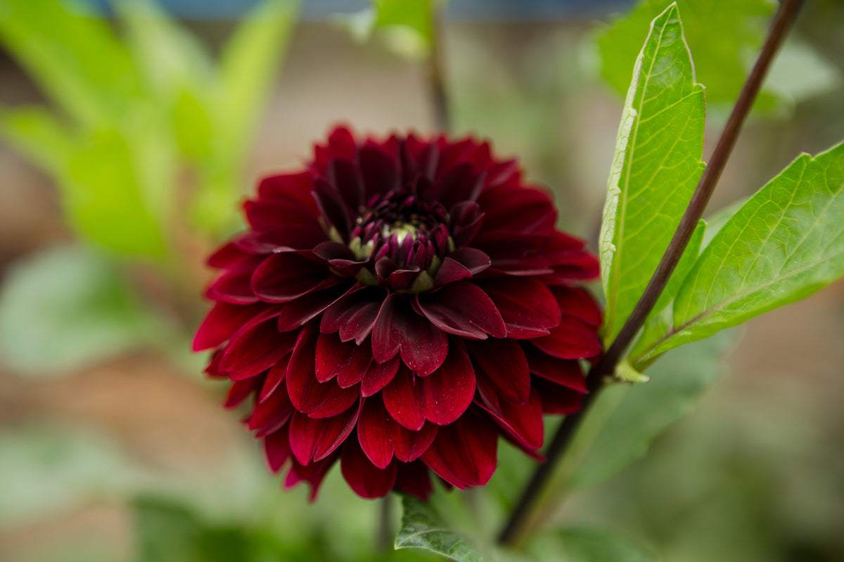 Lights Out Columbia River Dahlias