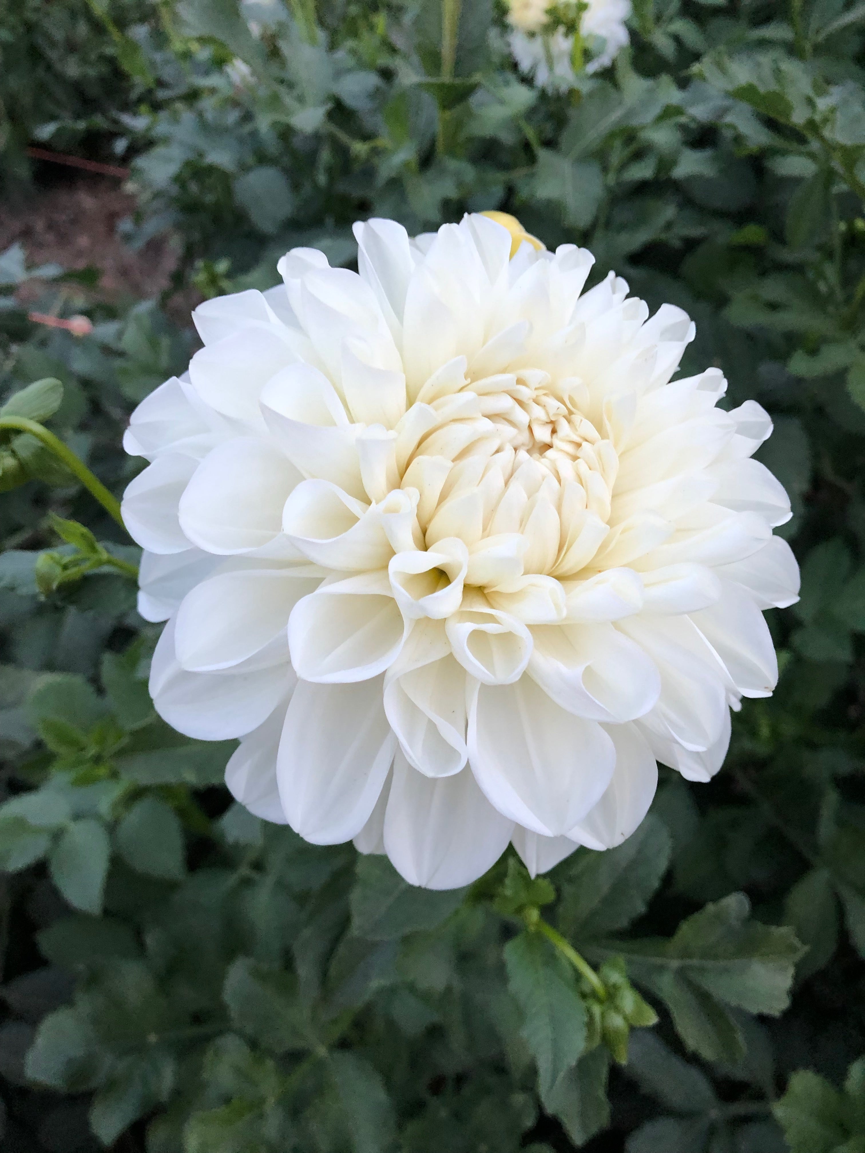 Solo – Columbia River Dahlias