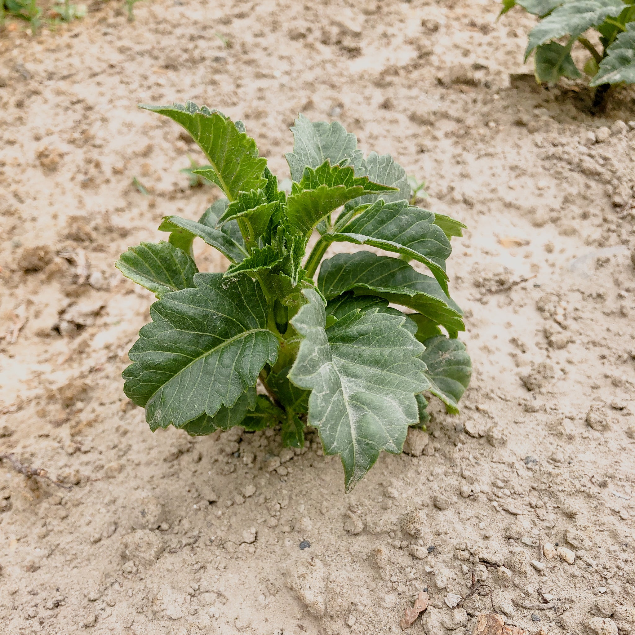 Step-By-Step Guide to Planting Dahlias