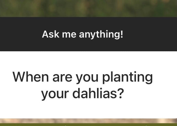FAQs - Growing Dahlias