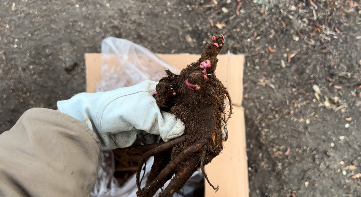 How to Plant Peonies: A Simple Guide
