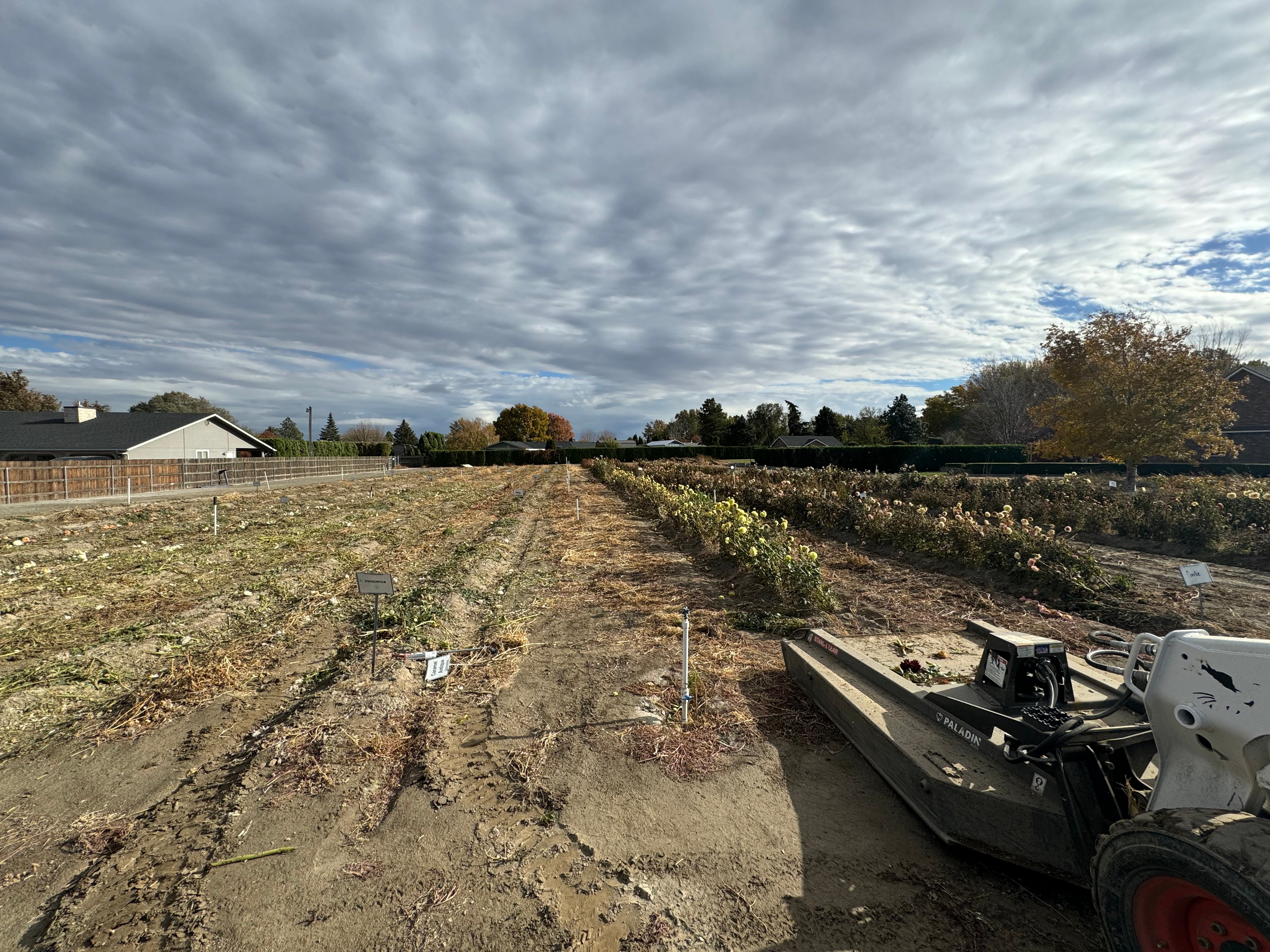 Preparing to Dig and Store Your Dahlia Tubers