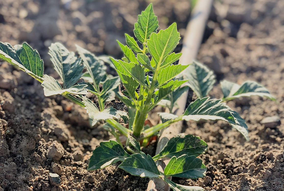 Planting Dahlia Tubers 101