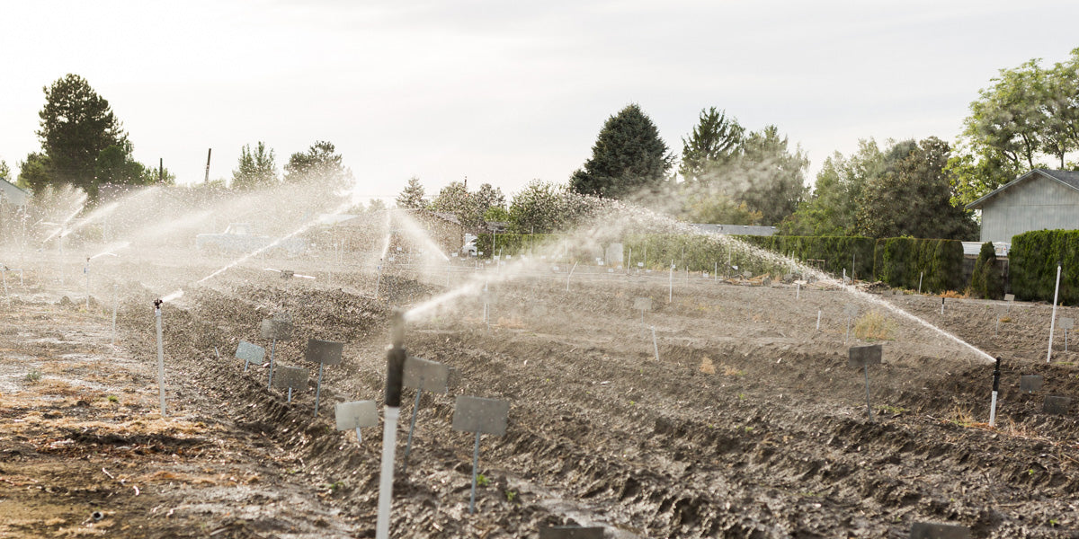 Watering Dahlias