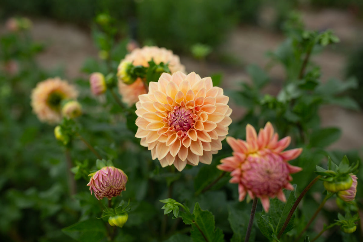 Bloomquist Alan – Columbia River Dahlias