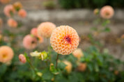 Valley Tawny