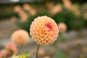 Valley Tawny