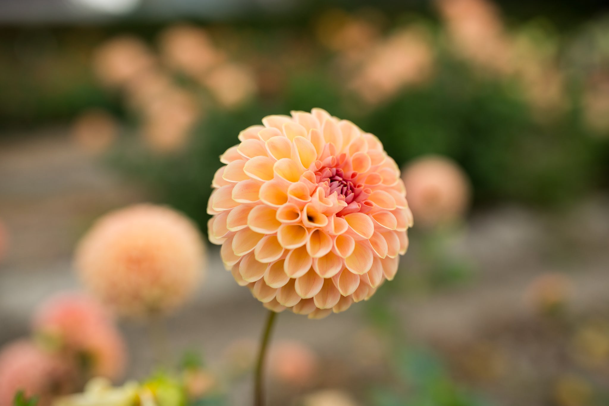 Valley Tawny