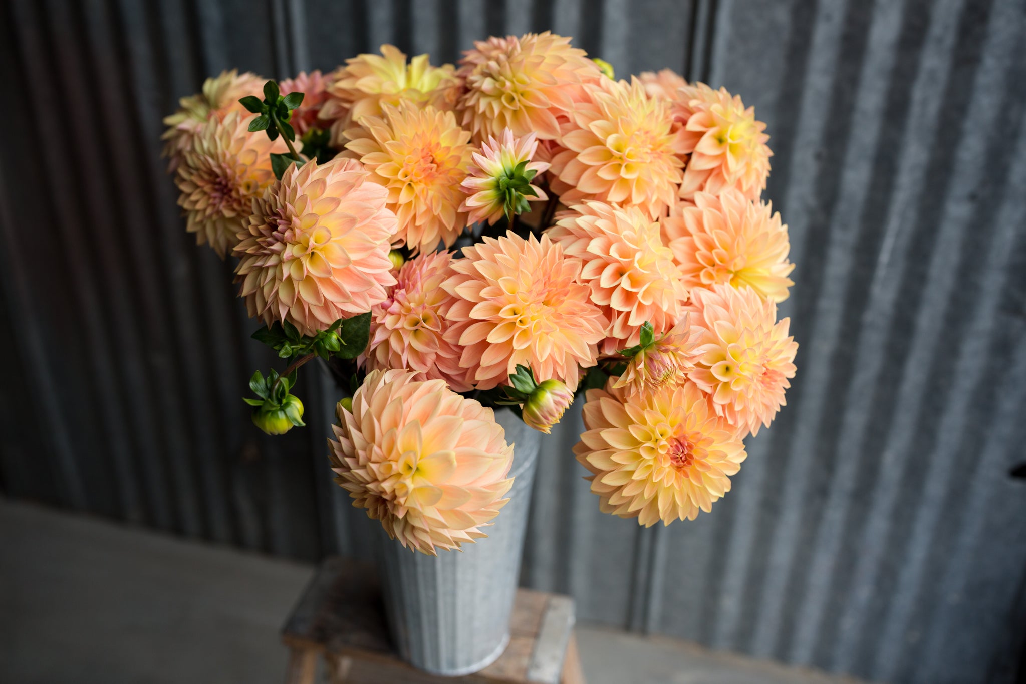 Bloomquist Alan – Columbia River Dahlias