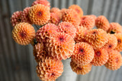 Valley Tawny