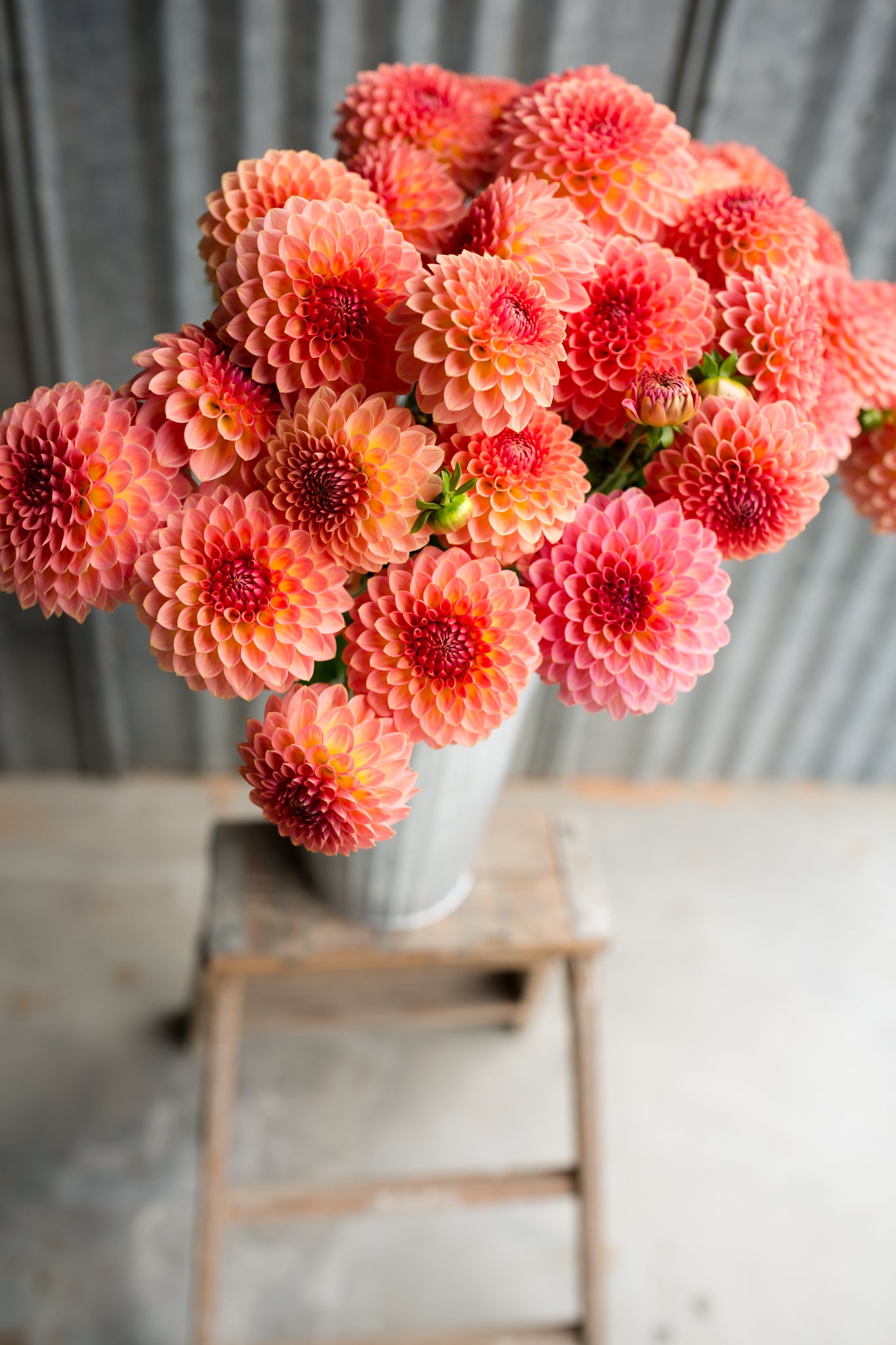 Hillcrest Suffusion – Columbia River Dahlias