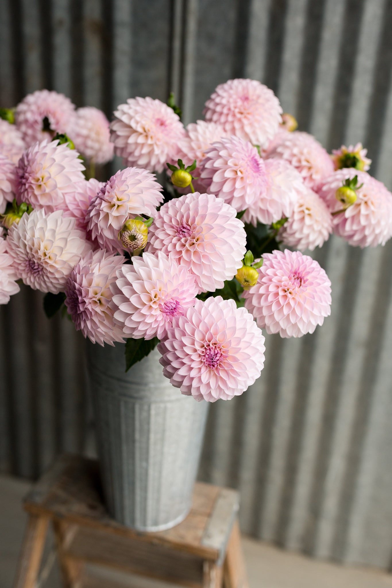 Bloomquist Tory P – Columbia River Dahlias