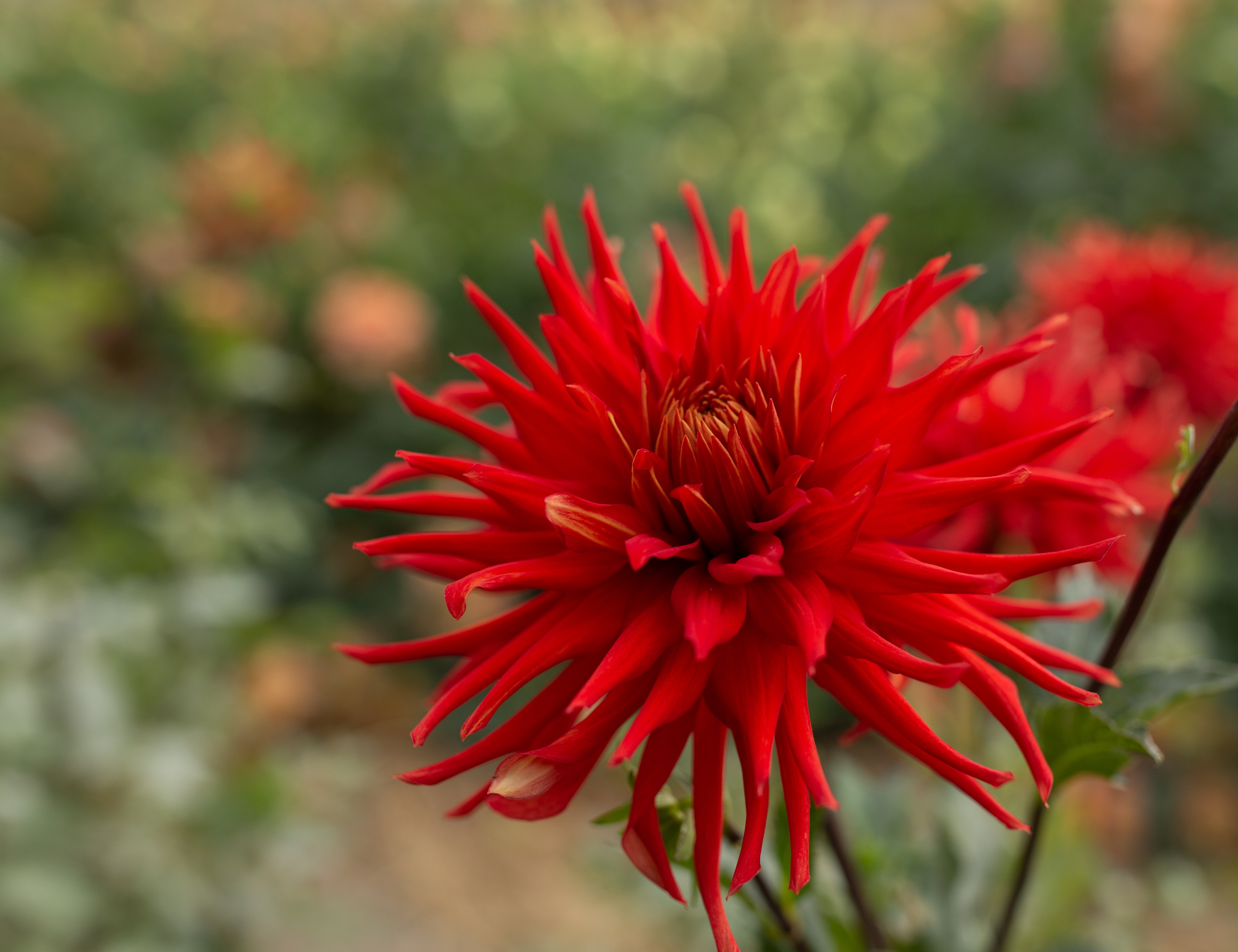 Allen's Country Roads – Columbia River Dahlias