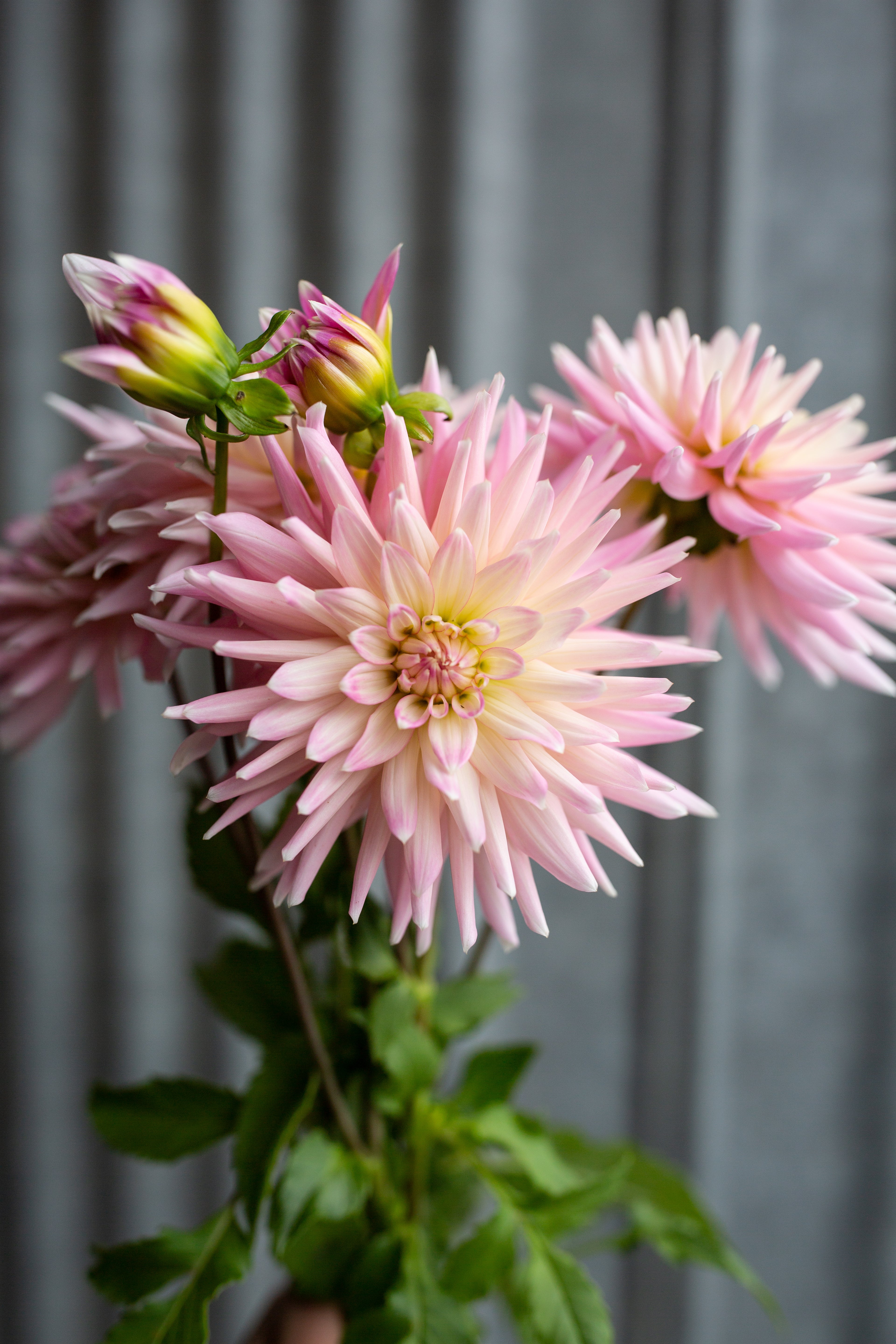 Miss Rose Fletcher – Columbia River Dahlias