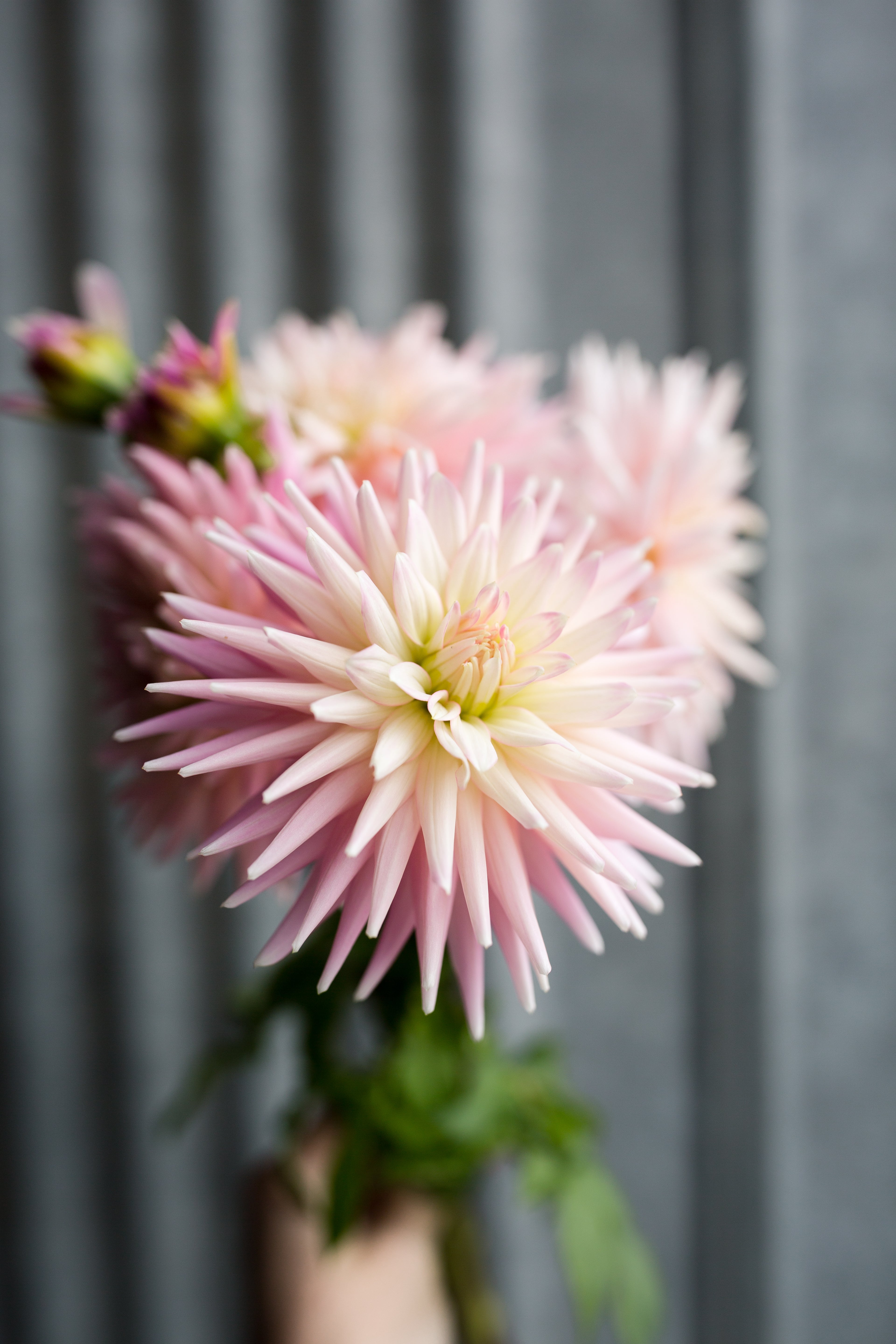 Rose Fletcher Miss Rose Fletcher – Columbia River Dahlias
