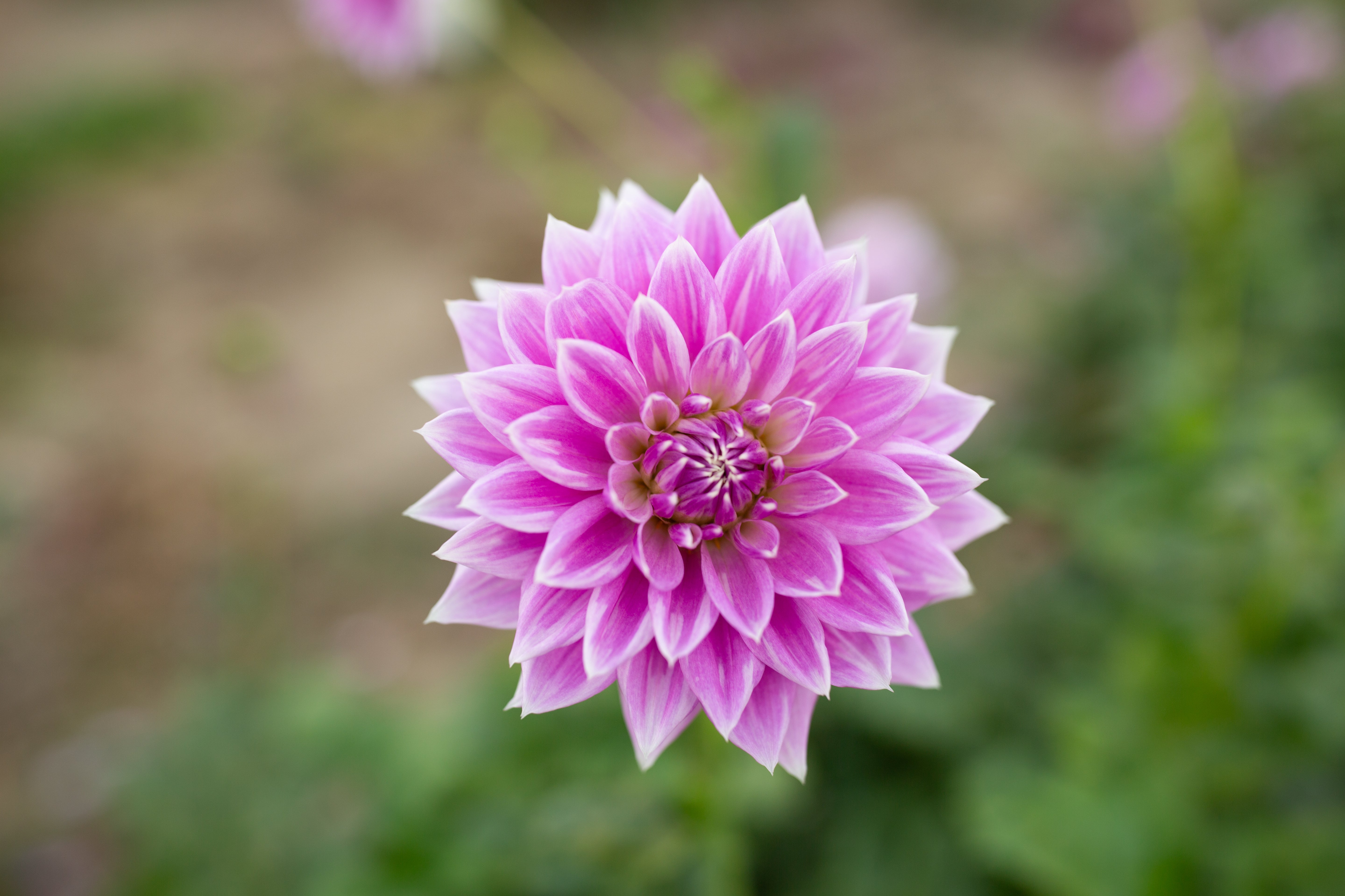 Ferncliff Inspiration – Columbia River Dahlias