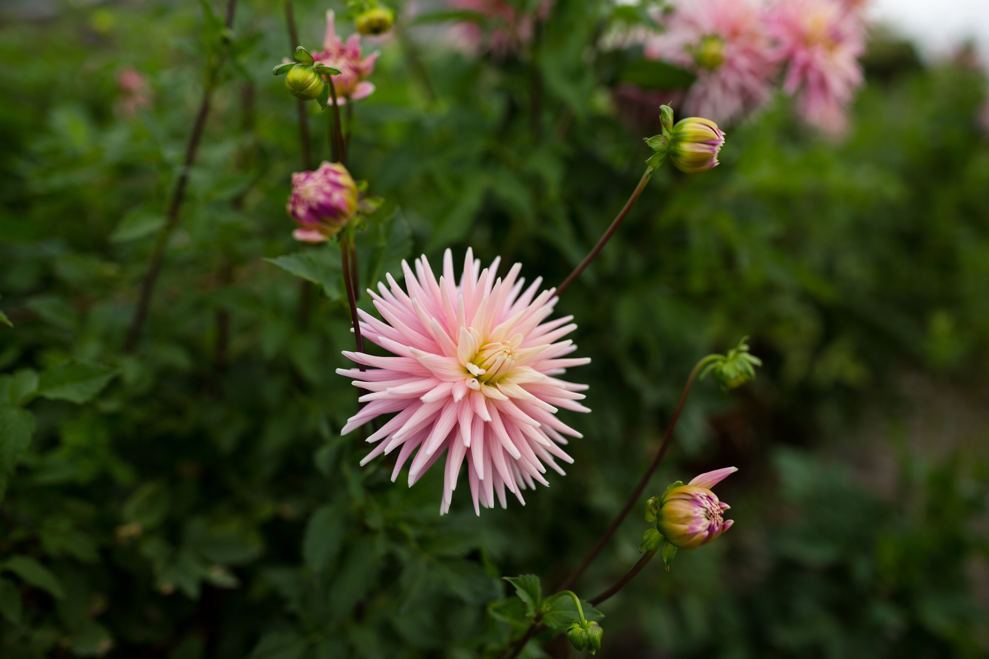 Rose Fletcher Miss Rose Fletcher – Columbia River Dahlias