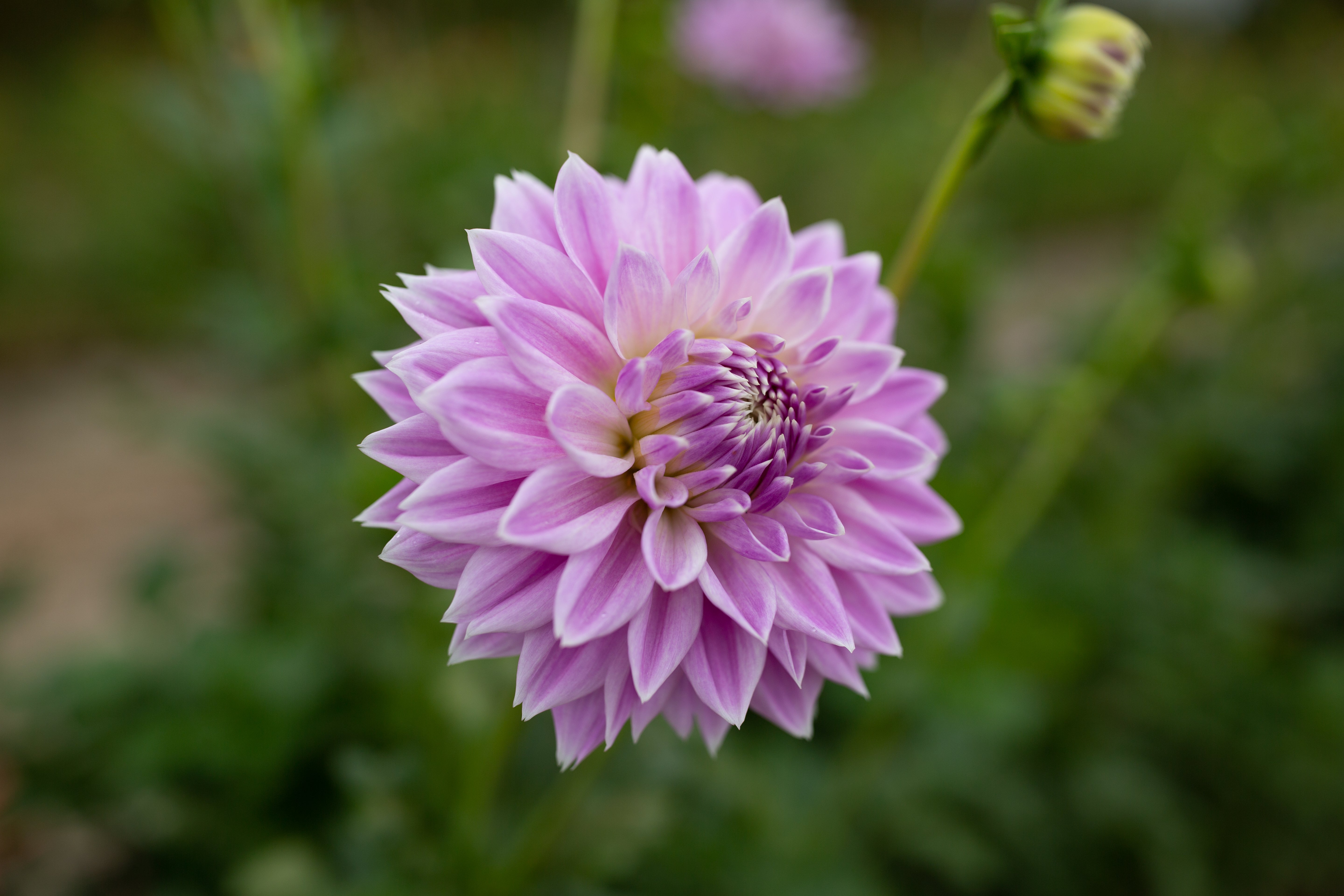 Ferncliff Inspiration – Columbia River Dahlias