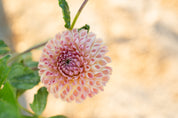 Clearview Peachy