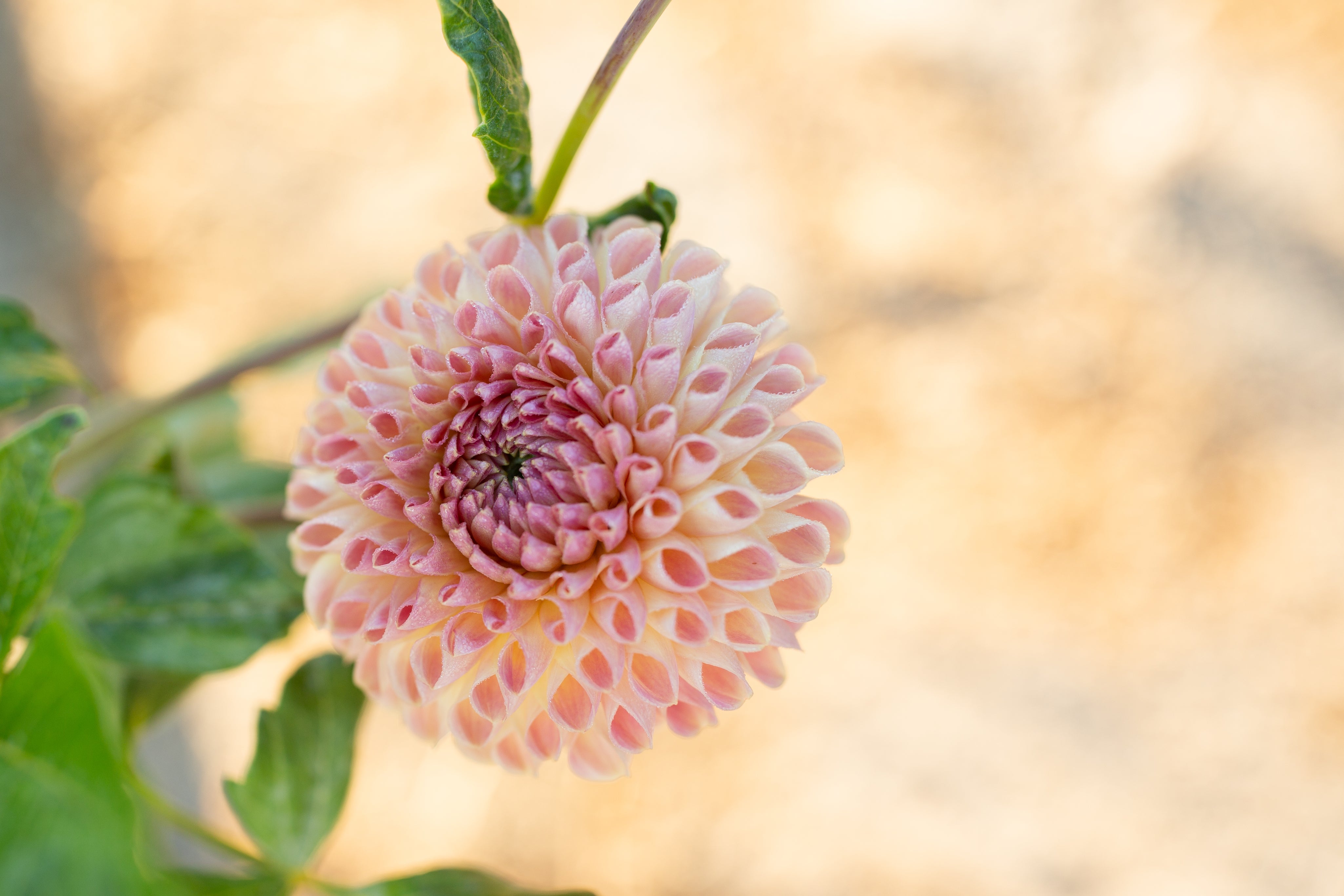 Clearview Peachy