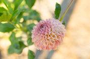 Clearview Peachy