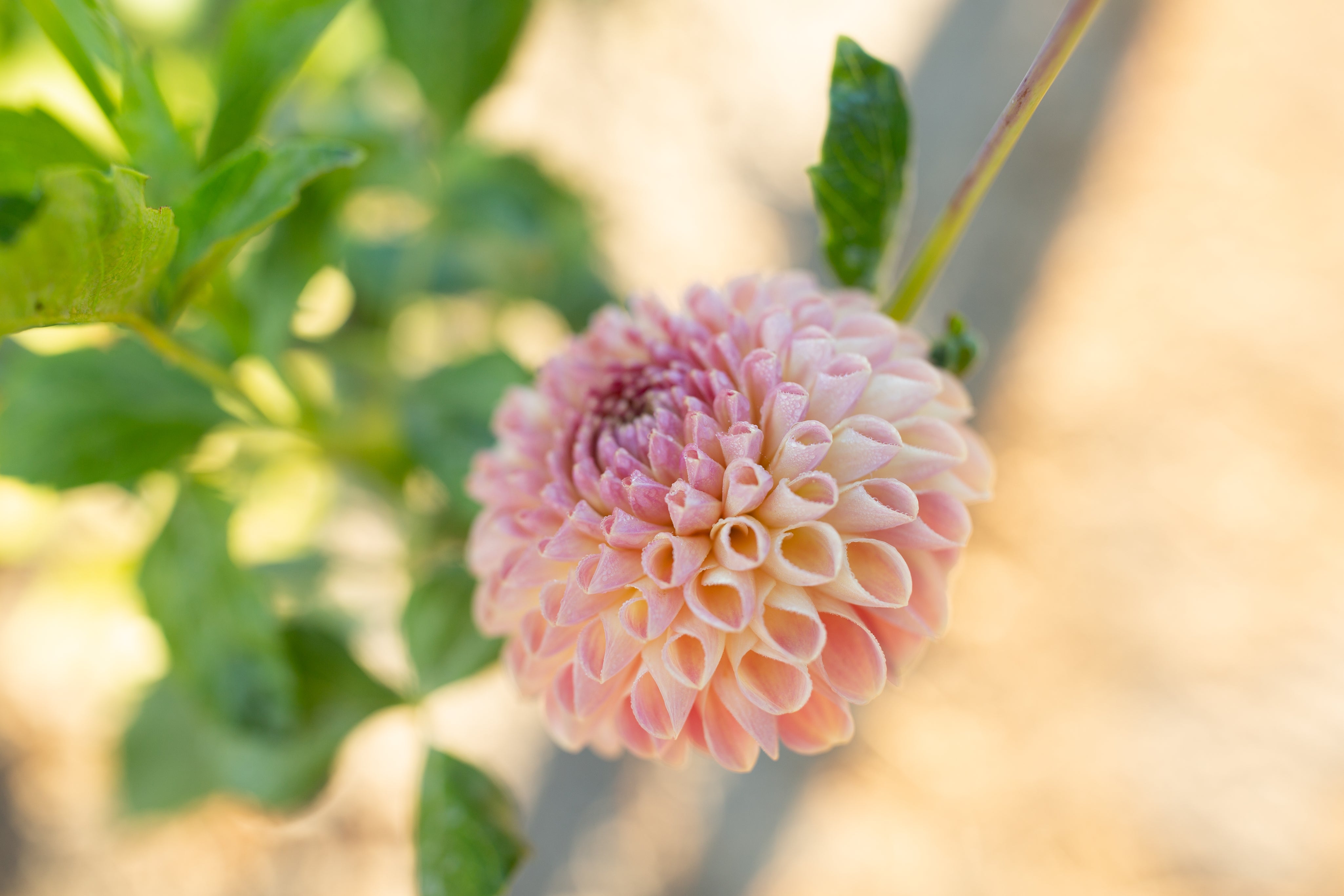 Clearview Peachy