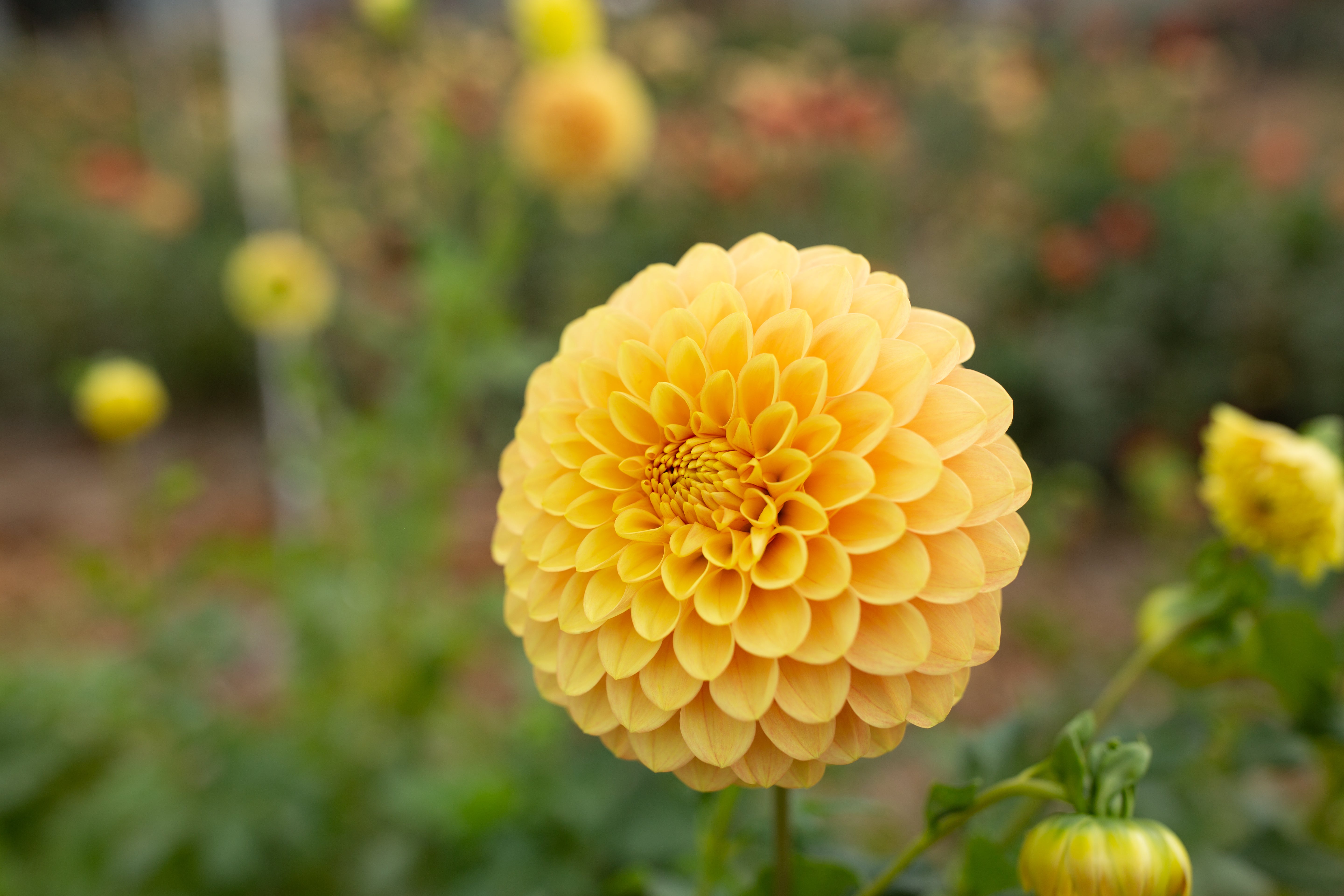Darcy – Columbia River Dahlias