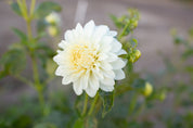 Skipley Frost