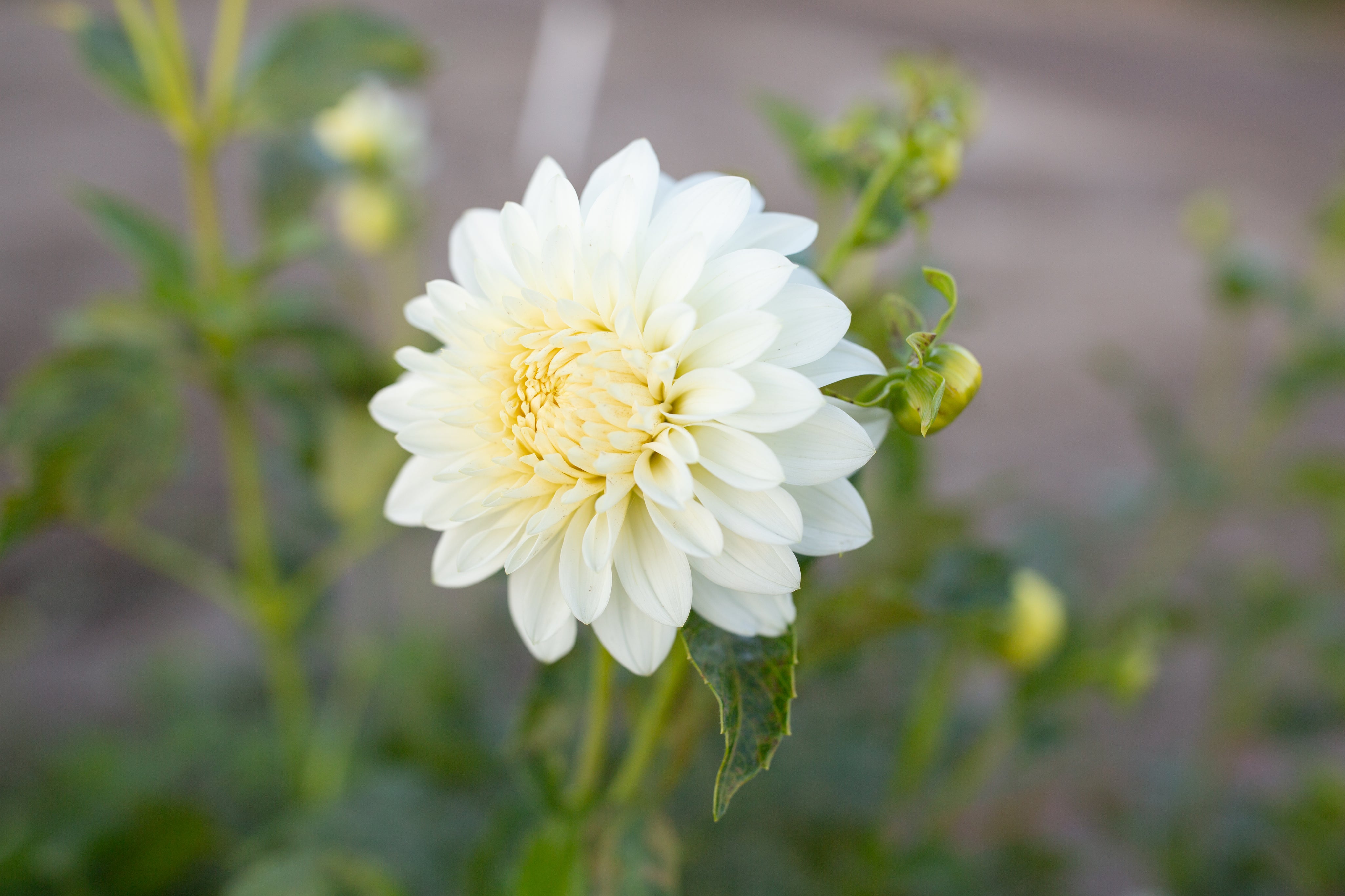 Skipley Frost