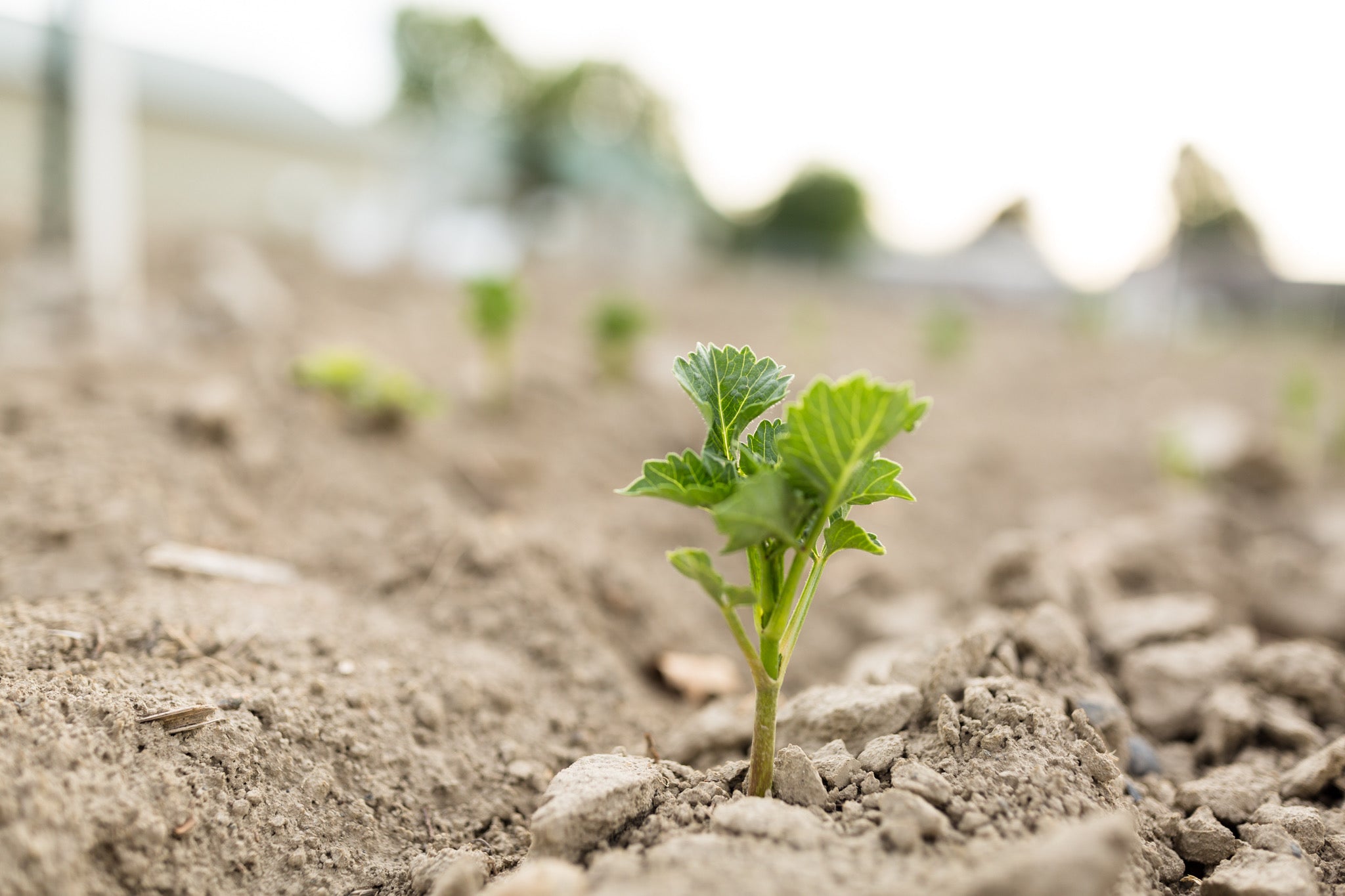 Dahlia_Sprout_2021-1.jpg
