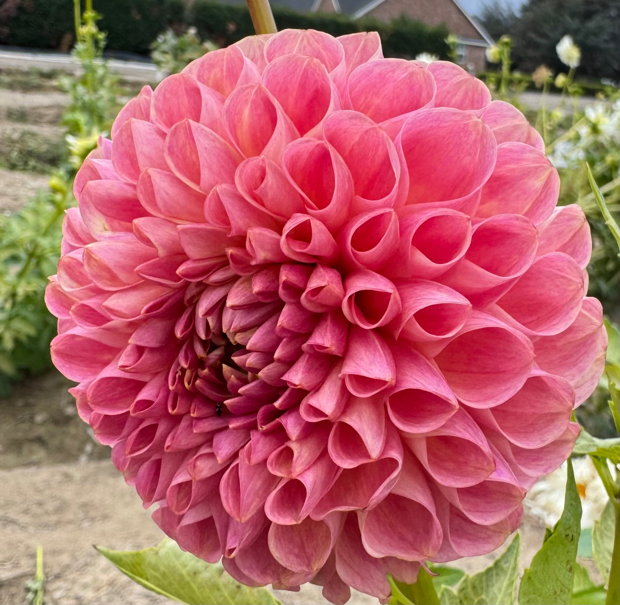 Clearview Peachy – Columbia River Dahlias