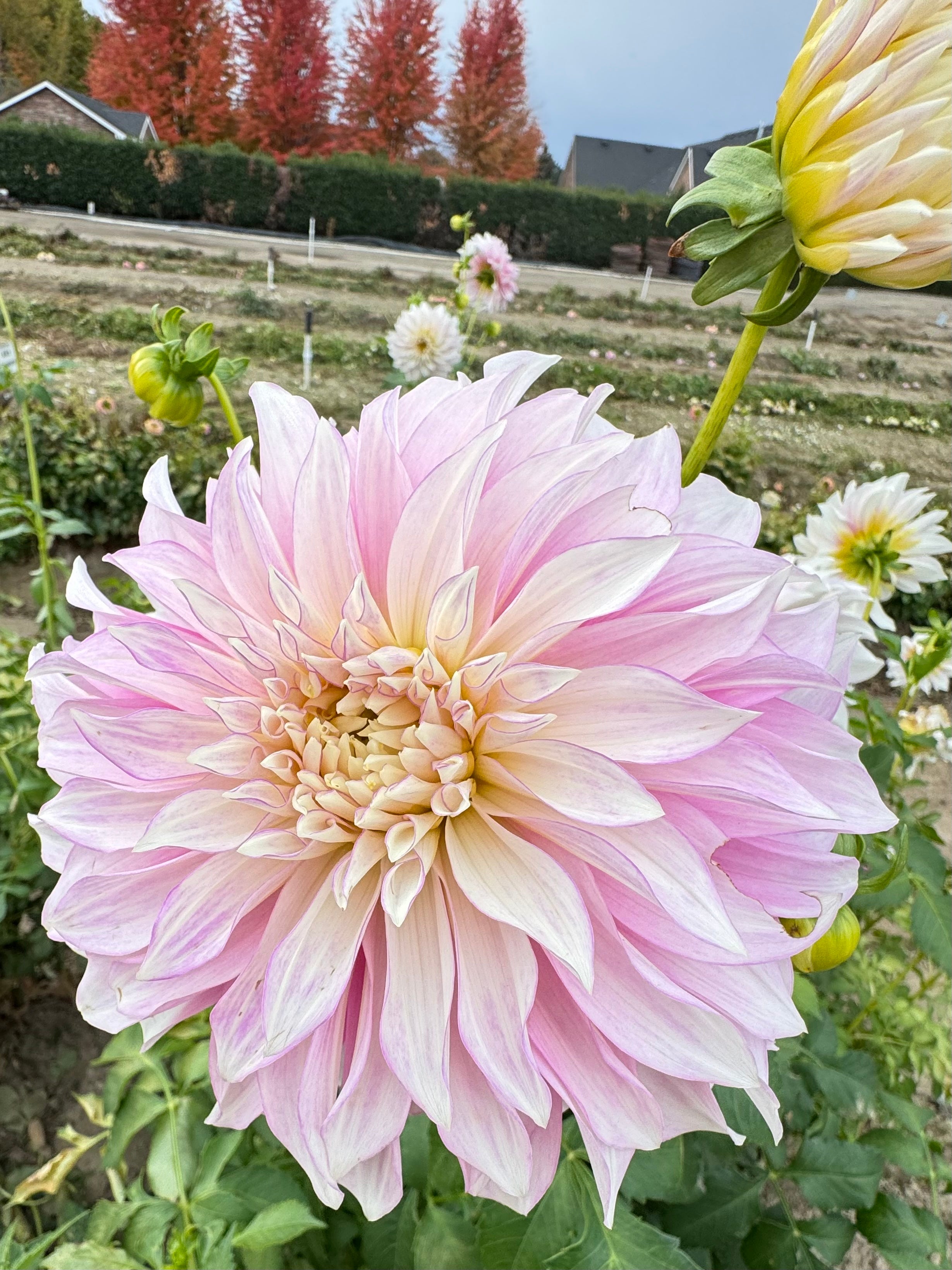 Dancin' Queen – Columbia River Dahlias
