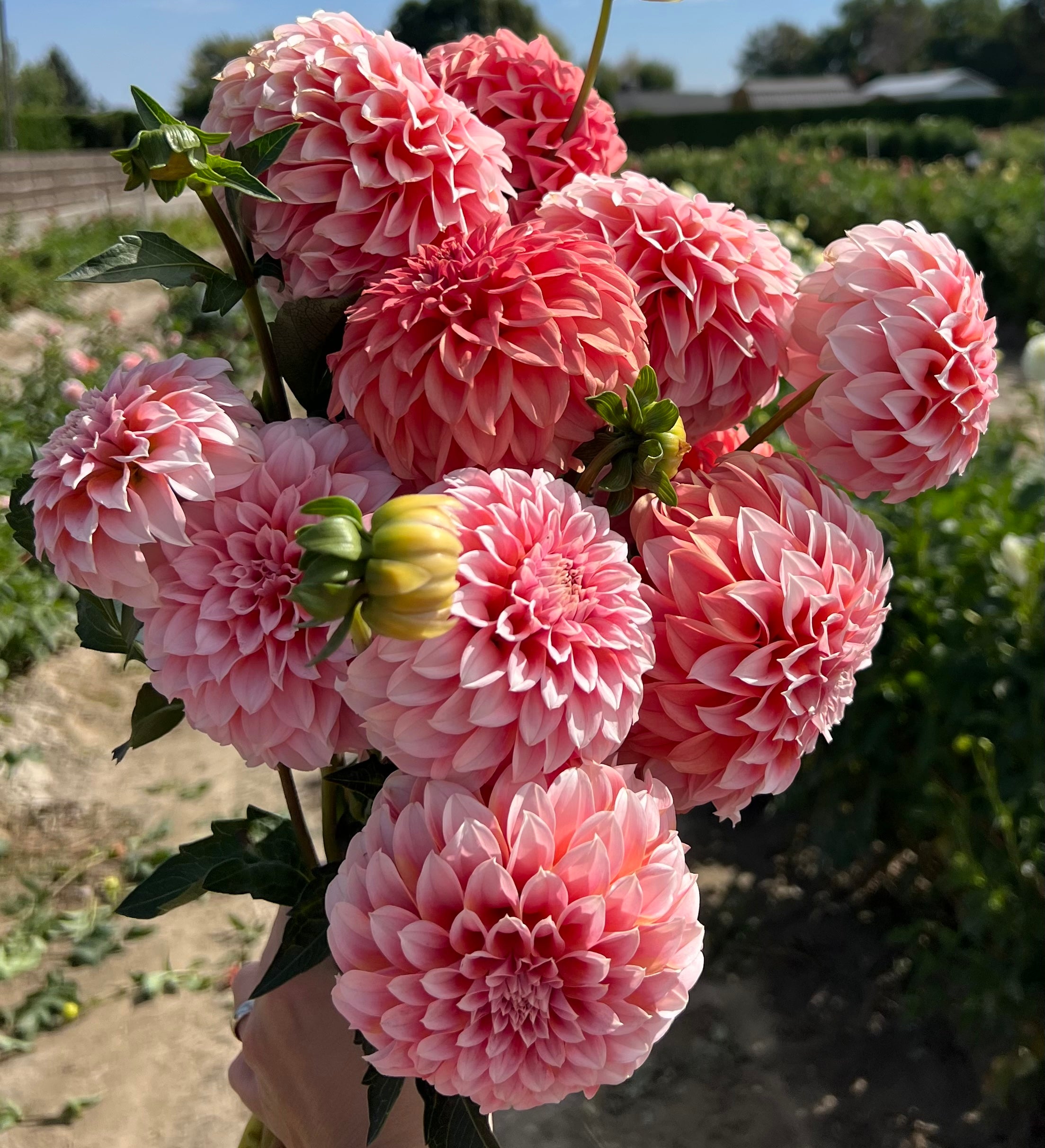 Peaches N Cream – Columbia River Dahlias