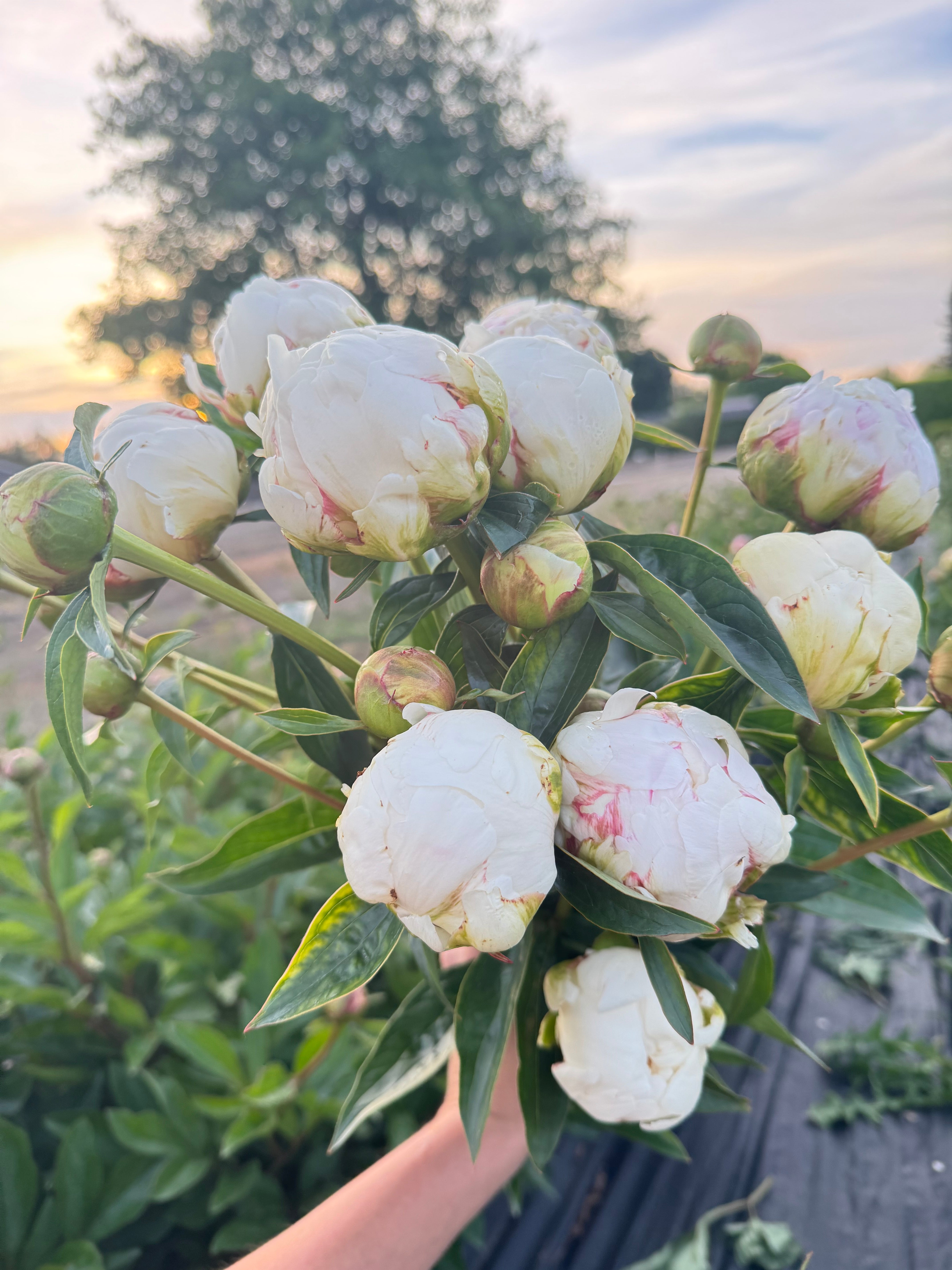 Bowl of Cream – Columbia River Dahlias
