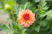 Lark's Ebbe