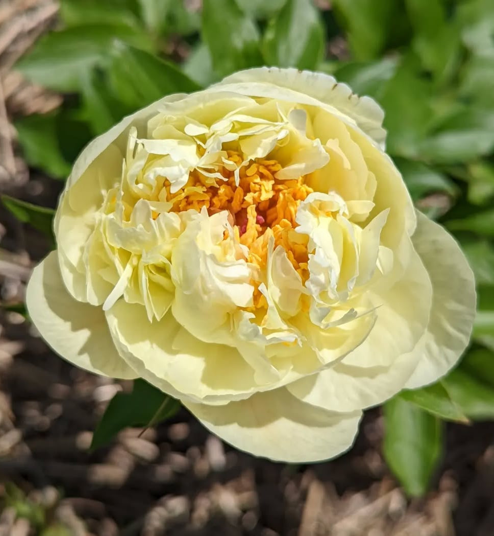 Lemon_Chiffon_Peony.jpg
